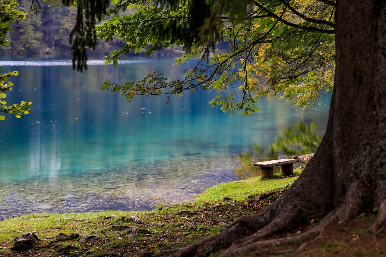 lake, forest, park-6278825.jpg