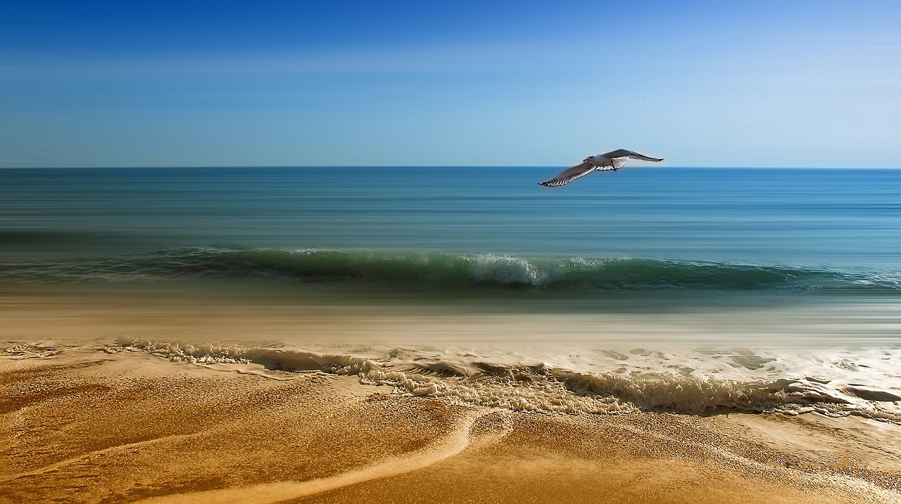 seagull, beach, summer-3232350.jpg