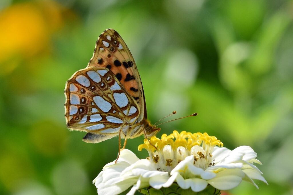 butterfly, fritillary, blossom, bloom, zinnia, garden, summer, nature, butterfly, butterfly, summer, summer, summer, summer, summer-8175198.jpg